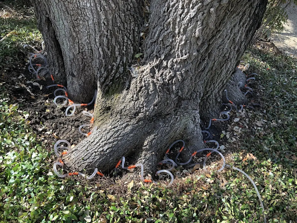 Detailed Tree Cabling and Bracing job site in Phil Campbell