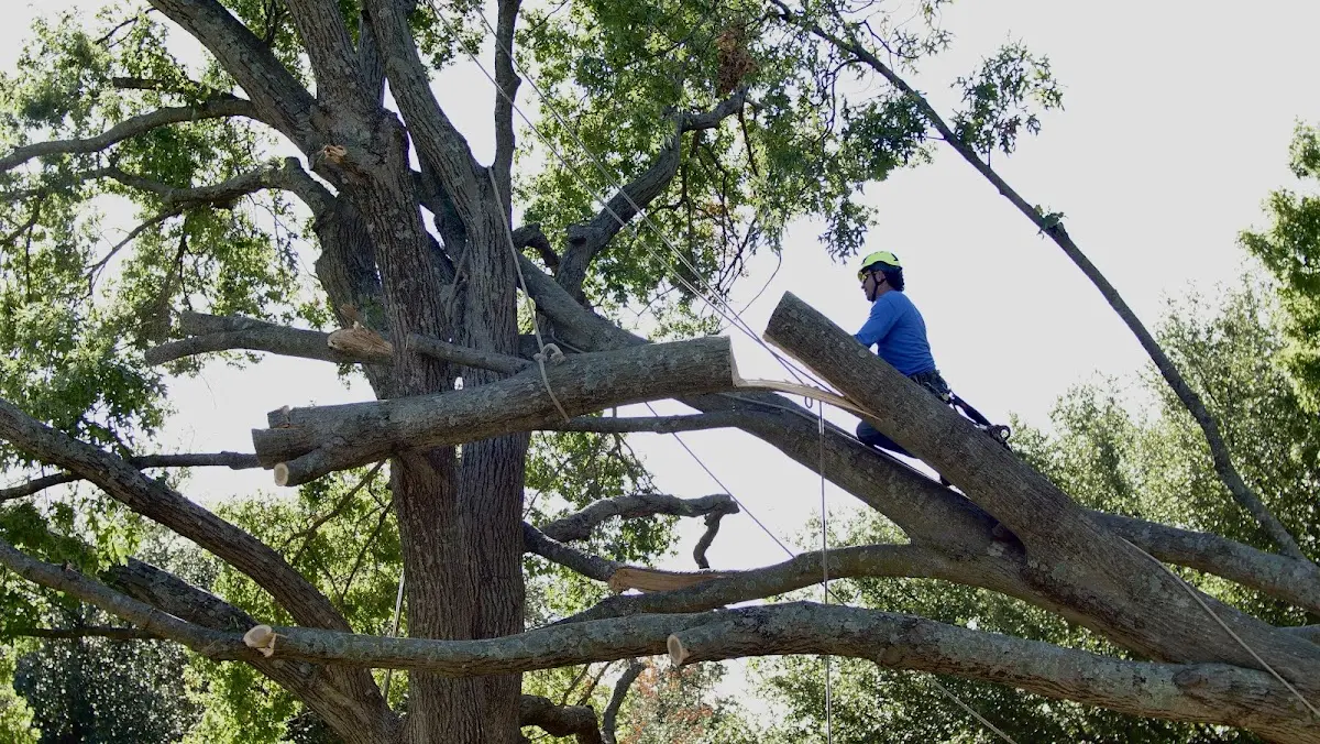 Professional Crown Thinning performed by certified arborists in Phil Campbell